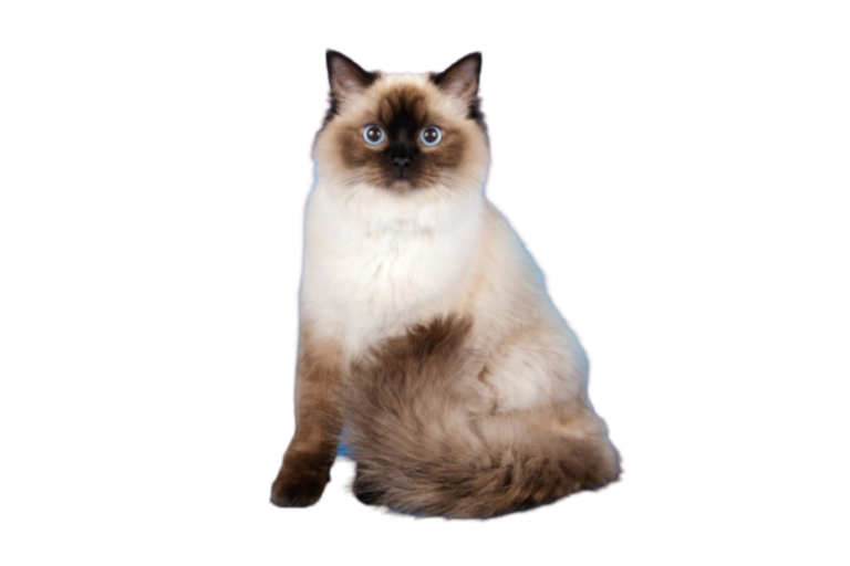 Information about the Ragdoll cat breed