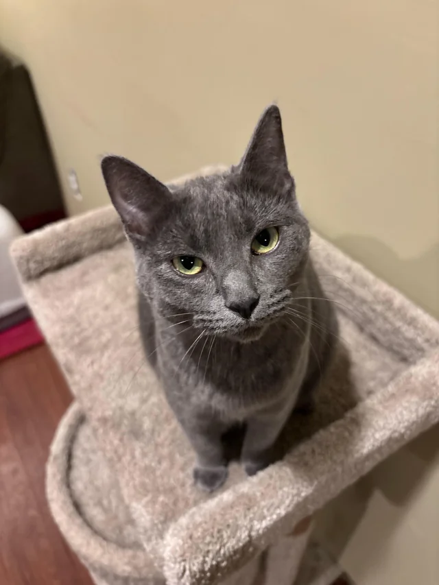 Information about the Russian blue cat breed 3