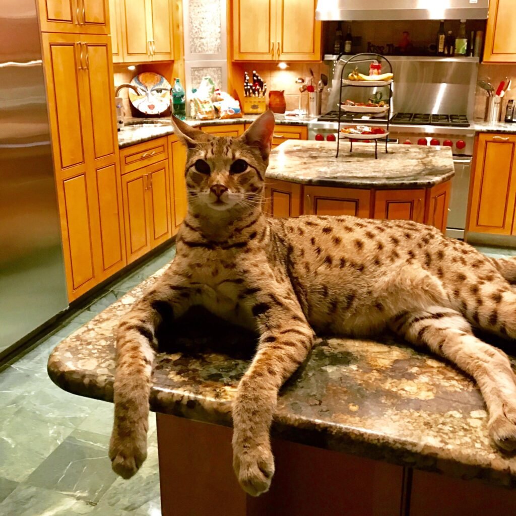 Information about the Savannah cat breed Information about the Savannah cat breed