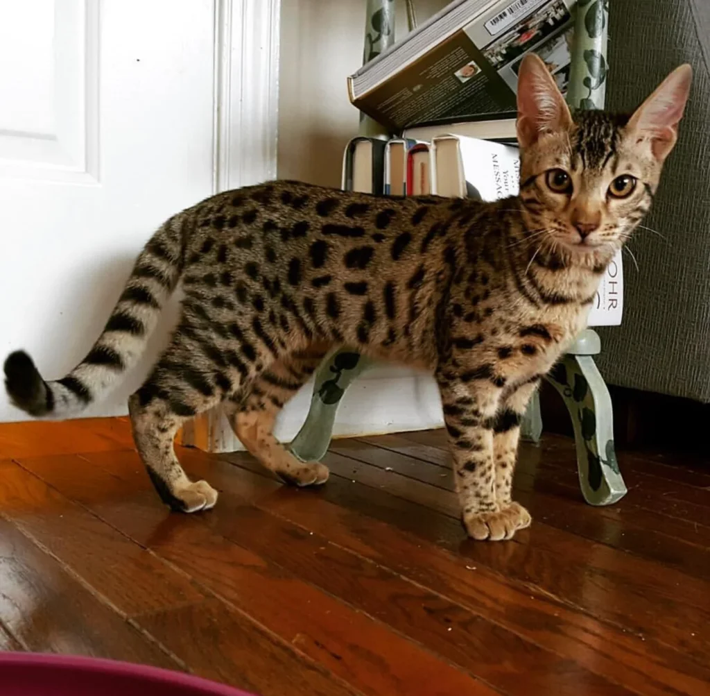 Information about the Savannah cat breed Information about the Savannah cat breed