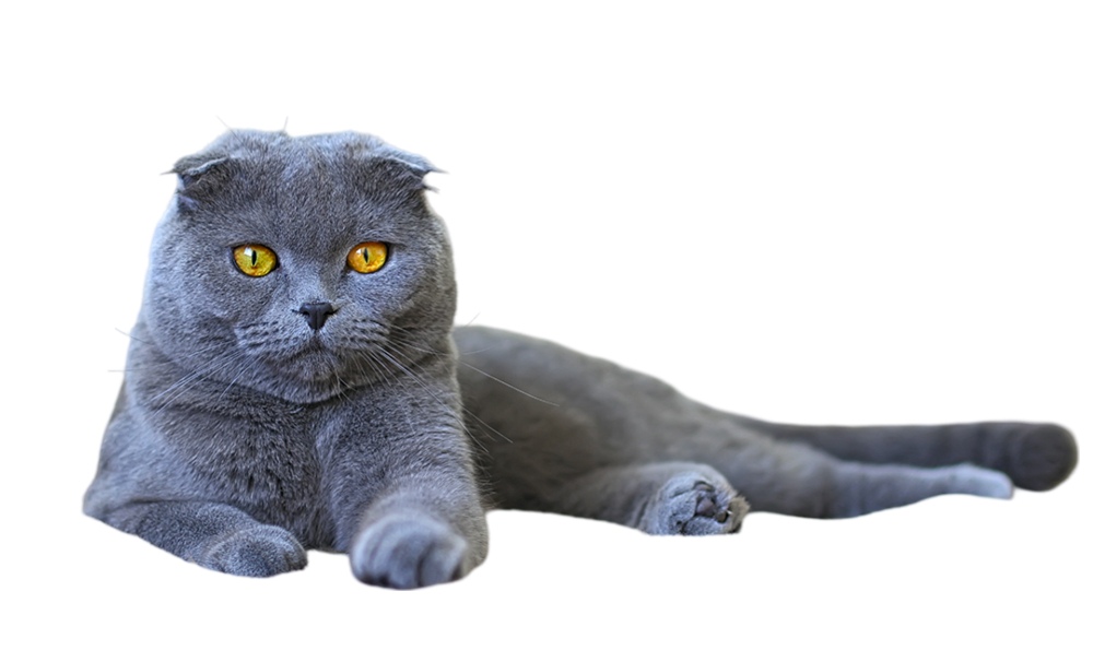 Information about the Scottish fold