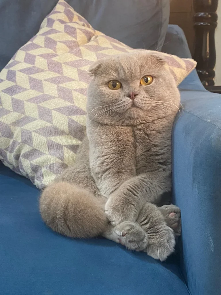 Information about the Scottish fold Information about the Scottish fold