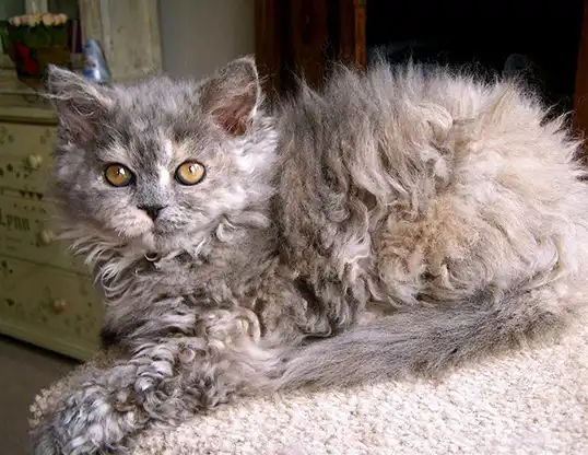 Information about the Selkirk cat breed Information about the Selkirk cat breed