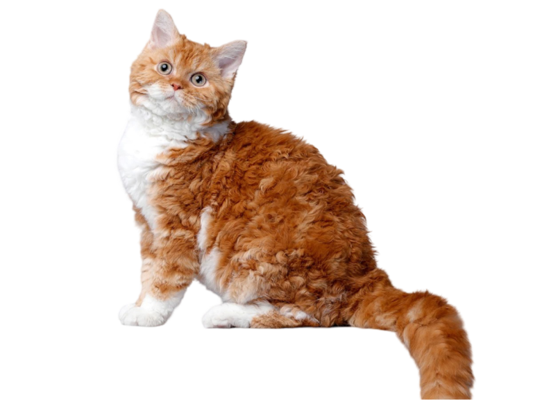 Information about the Selkirk cat breed