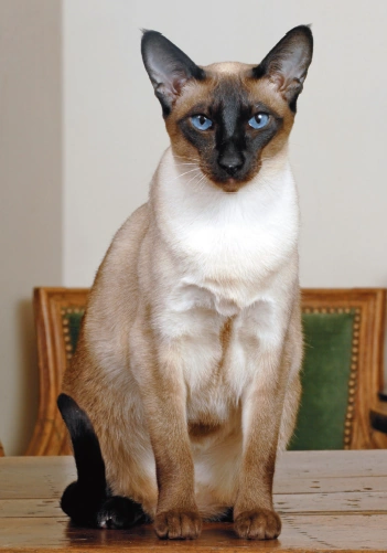 Information about the Siamese cat breed Information about the Siamese cat breed