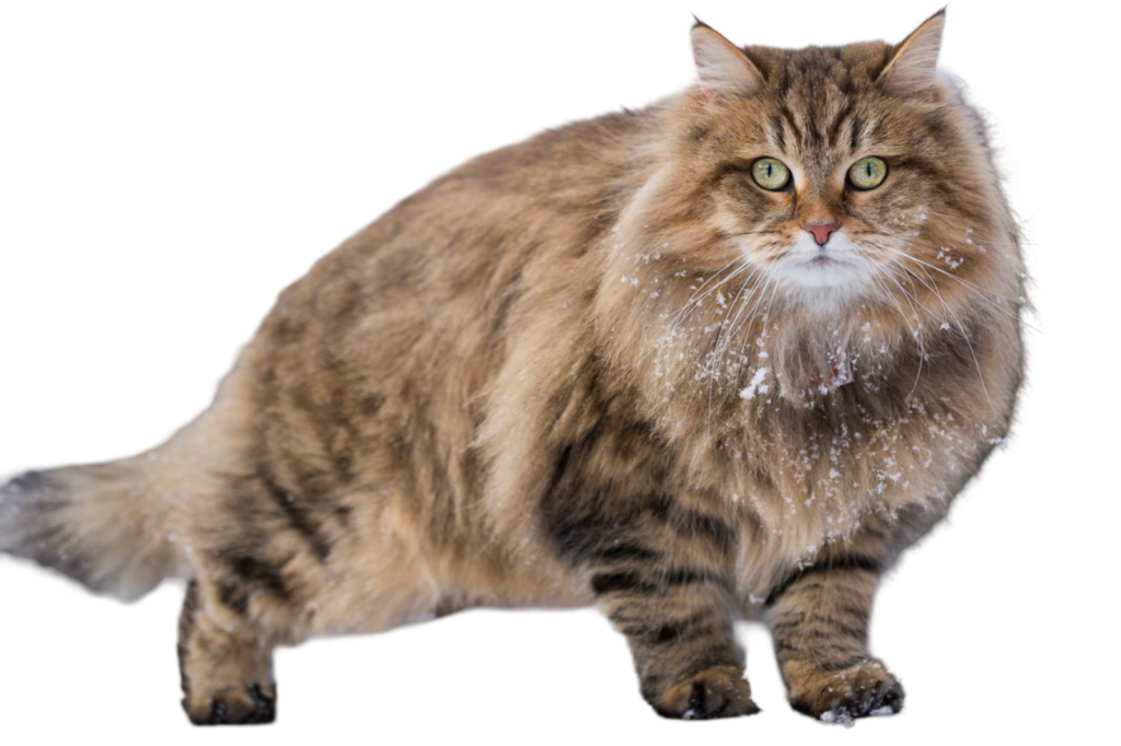 Information about the Siberian forest cat breed