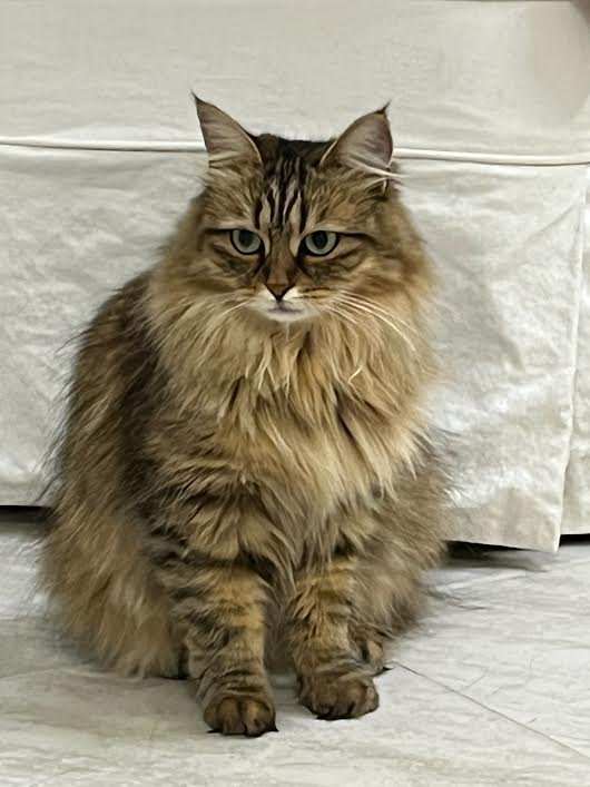 Information about the Siberian forest cat breed 2