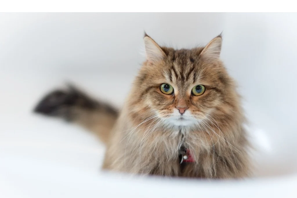 Information about the Siberian forest cat breed Information about the Siberian forest cat breed