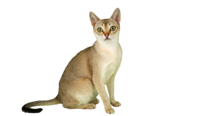 Information about the Singapura cat breed