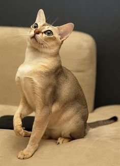 Information about the Singapure cat breed Information about the Singapure cat breed