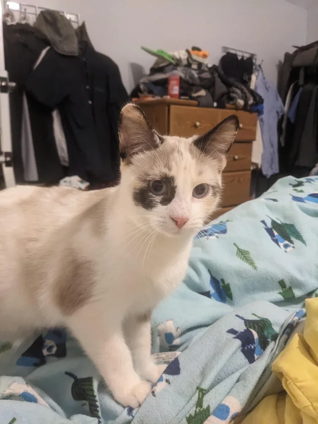 Information about the Snowshoe cat breed Information about the Snowshoe cat breed