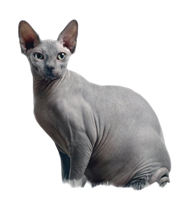 Information about the Sphynx cat breed