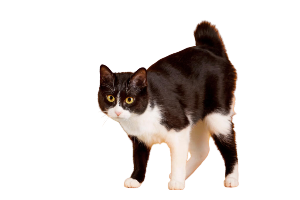 Information about the japanese Shorthaired bobtail cat breed