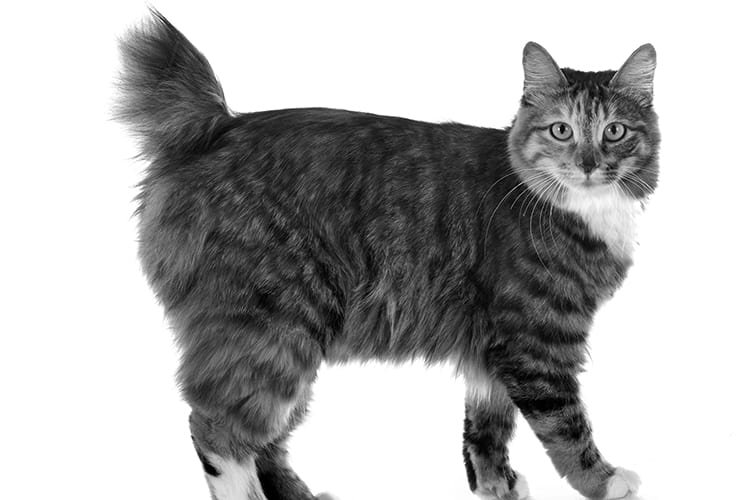 Information about the japanese longhaired bobtail cat breed