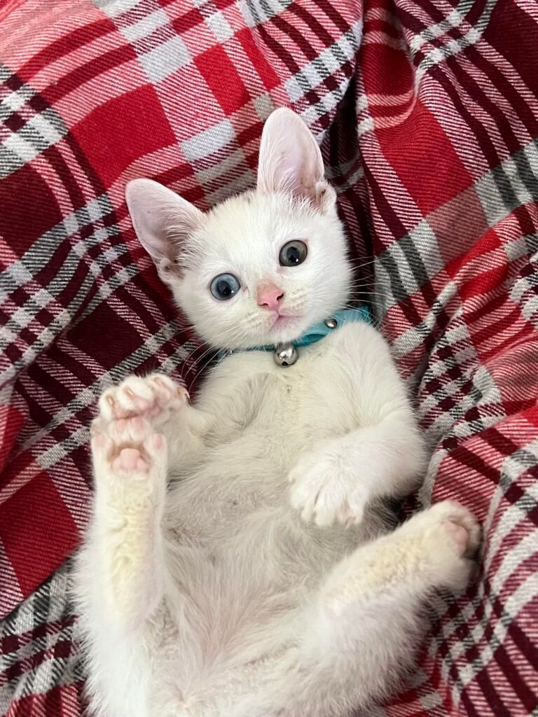 Information about the khao manee cat breed 1