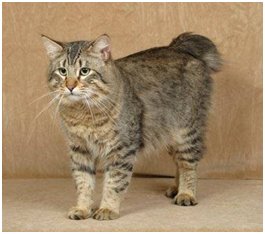 Information about the pixie bob cat breed Information about the pixie bob cat breed
