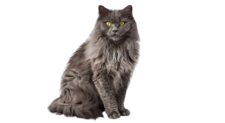 information about the tiffanie cat breed
