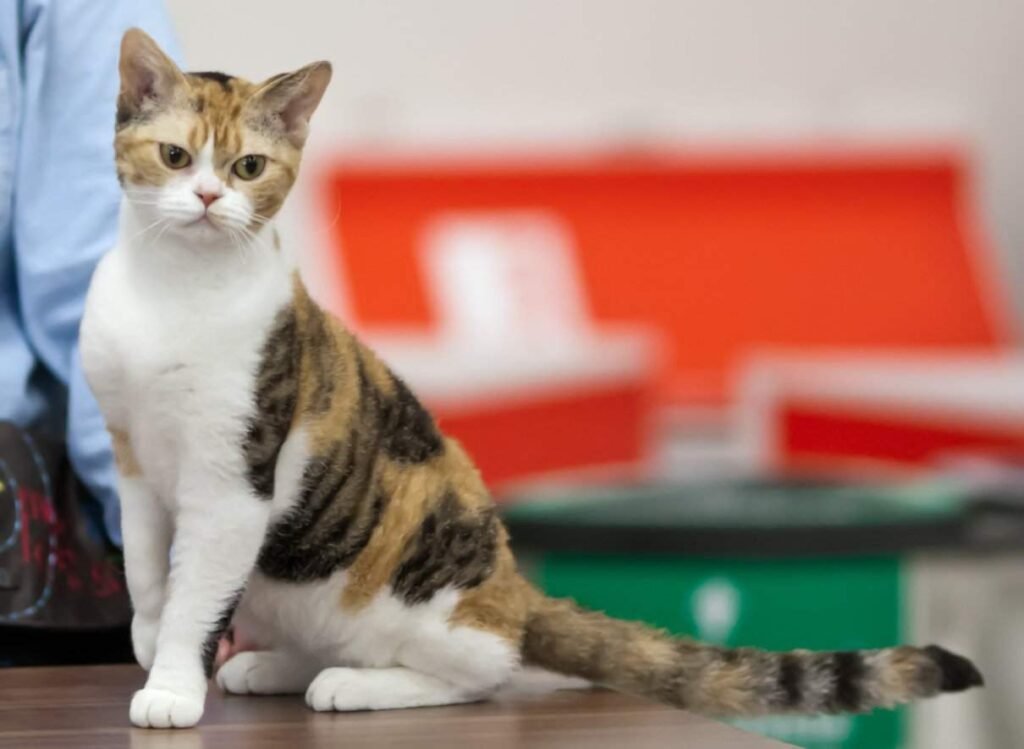 Discover everything about the American Wirehair cat breed Discover everything about the American Wirehair cat breed