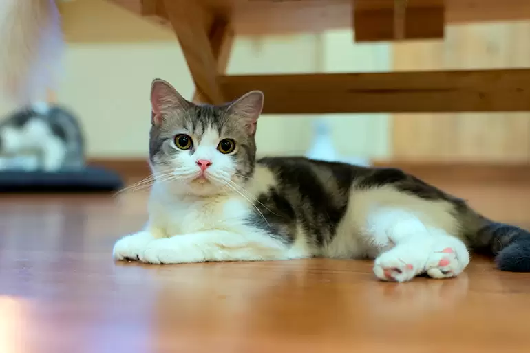 Discover everything about the American Wirehair cat breed Discover everything about the American Wirehair cat breed