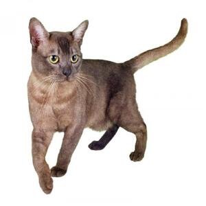 Information about the Asian cat breed