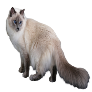information about the Balinese cat breed