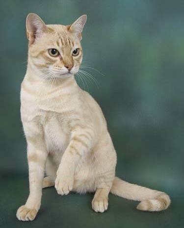 Information about the Australian mist cat breed Information about the Australian mist cat breed
