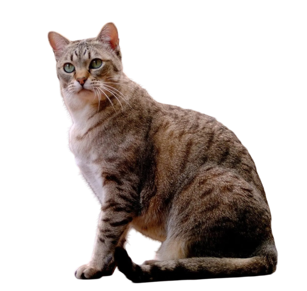 information about the Australian mist cat breed