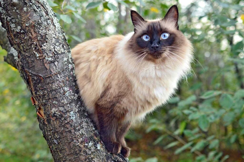 information about the Belinese cat breed 3 information about the Belinese