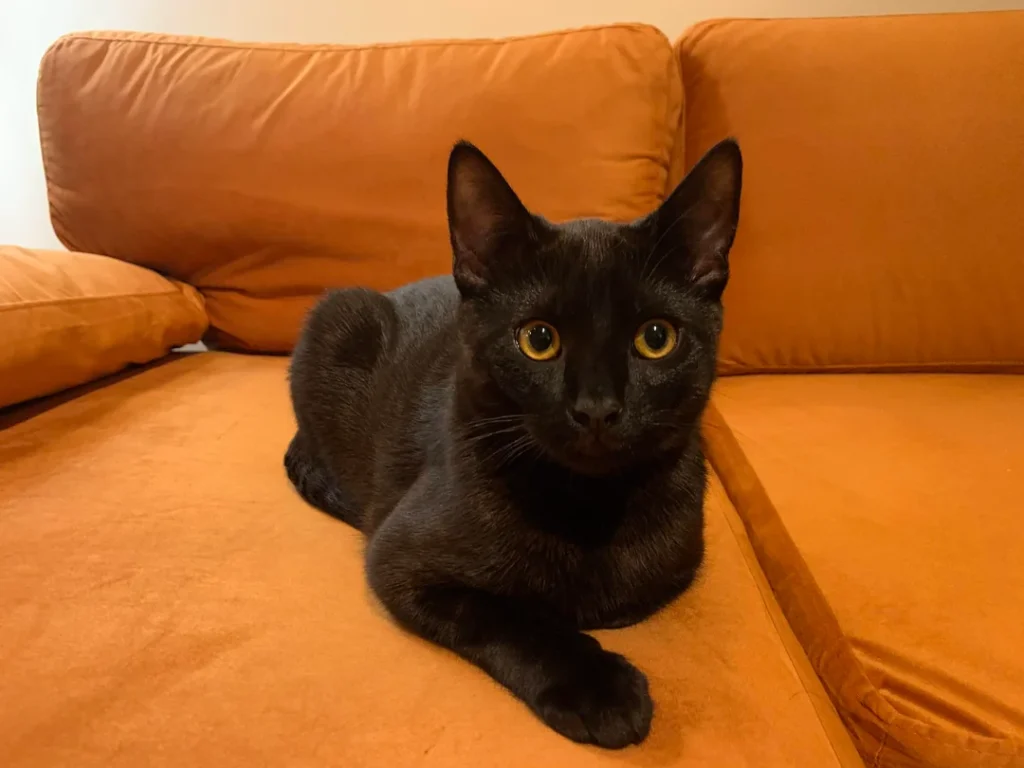information about the Bombay cat breed 2