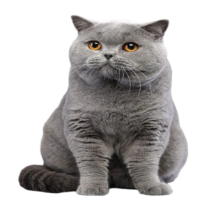 information about the British shorthair