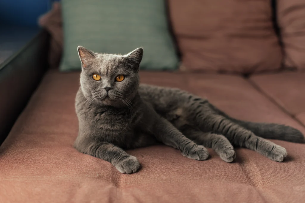 Information about the British shorthair Information about the British shorthair