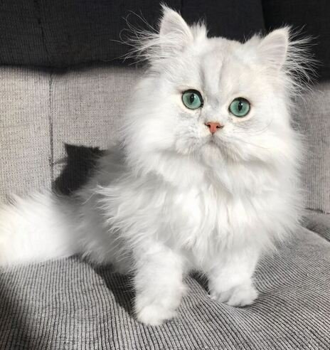 information about the Chinchilla cat breed 2
