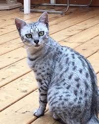 information about the Egyptian mau cat breed