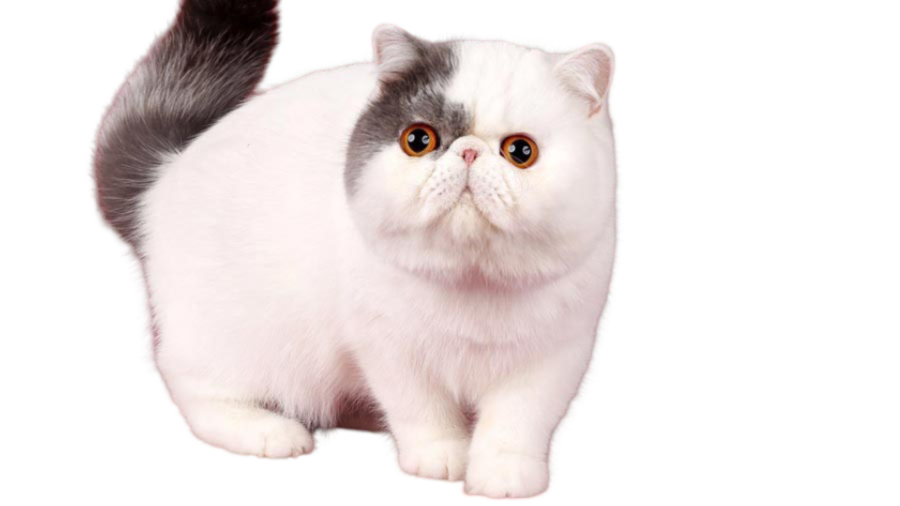 information about the Exotic shorthair cat breed