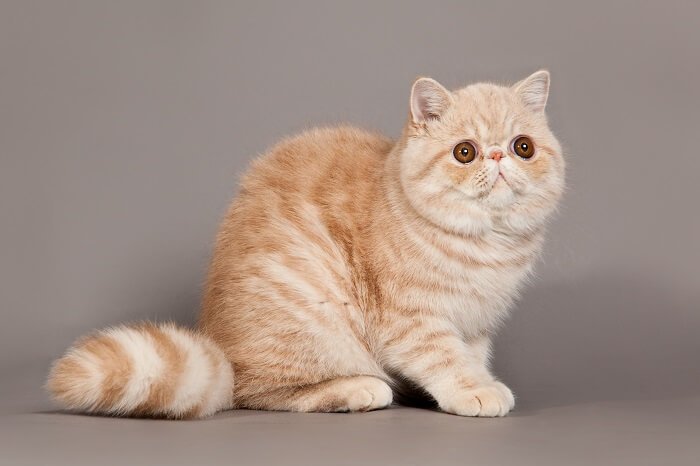 information about the Exotic shorthair cat breed 3