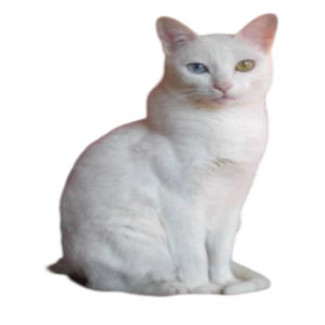 information about the Khao manee cat breed
