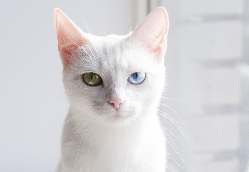 information about the Khao manee cat breed 2