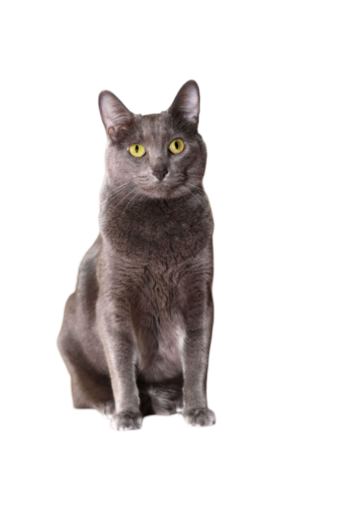 information about the Korat cat breed