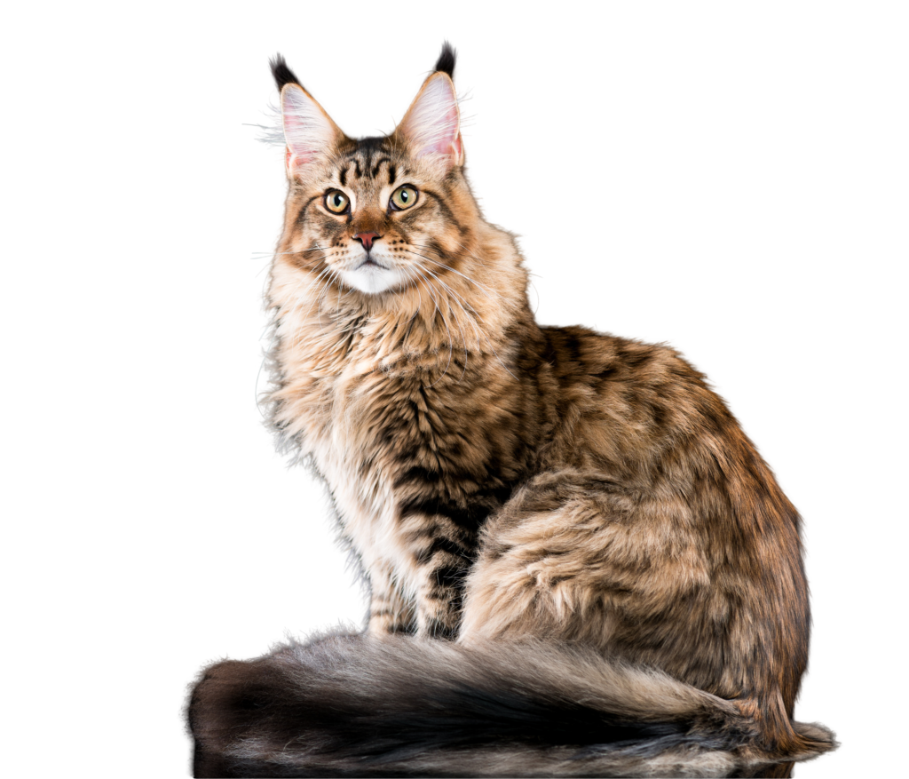 information about the Maine coon cat breed