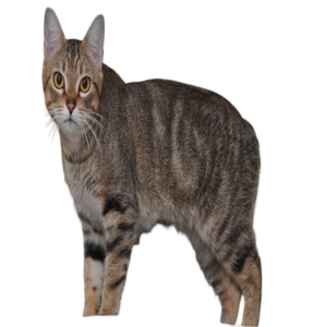 information about the Manx cat breed