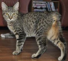information about the Manx cat breed 2