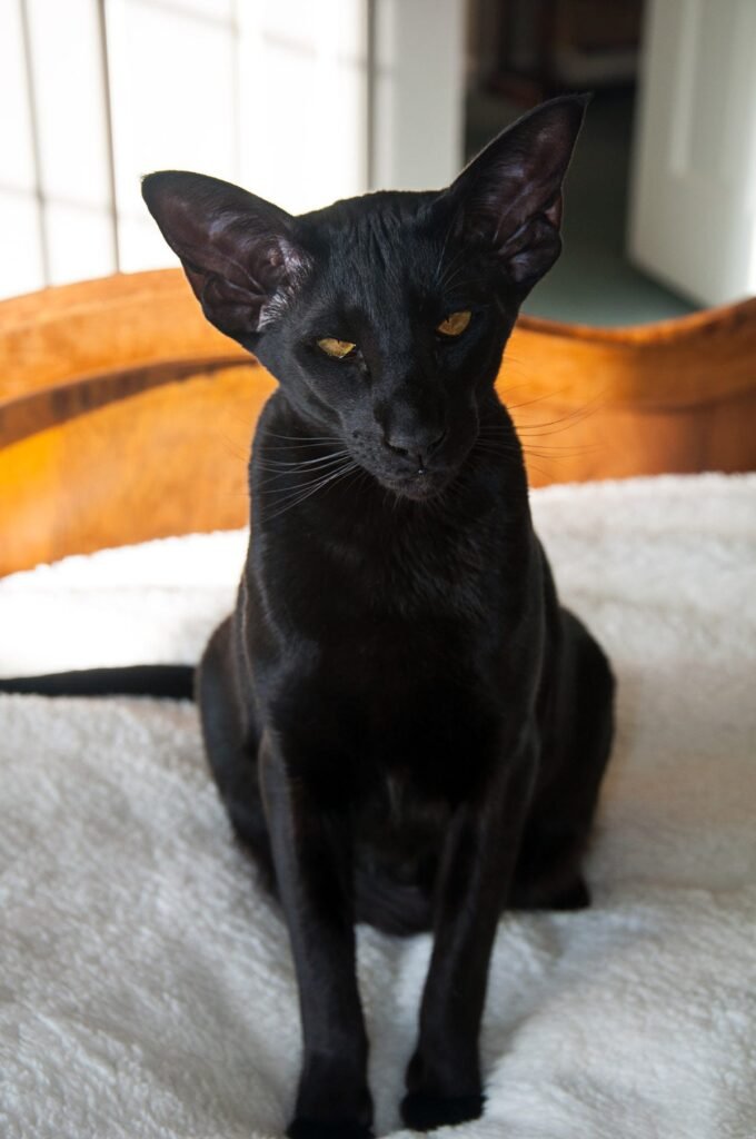 information about the Oriental shorthair cat breed information about the Oriental shorthair cat breed