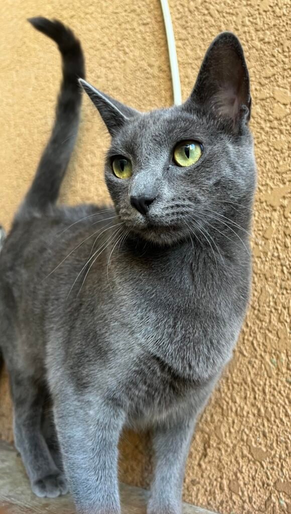 information about the Russian blue cat breed information about the Russian blue cat breed