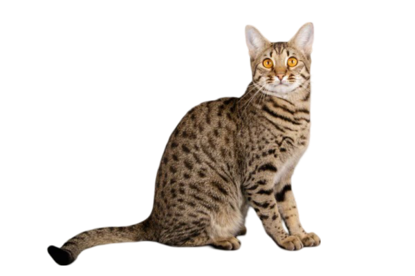 information about the Savannah cat breed