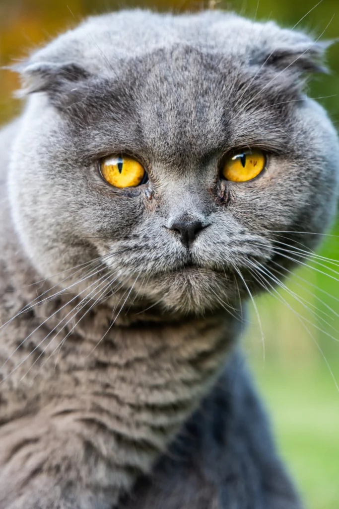information about the Scottish fold cat breed 3