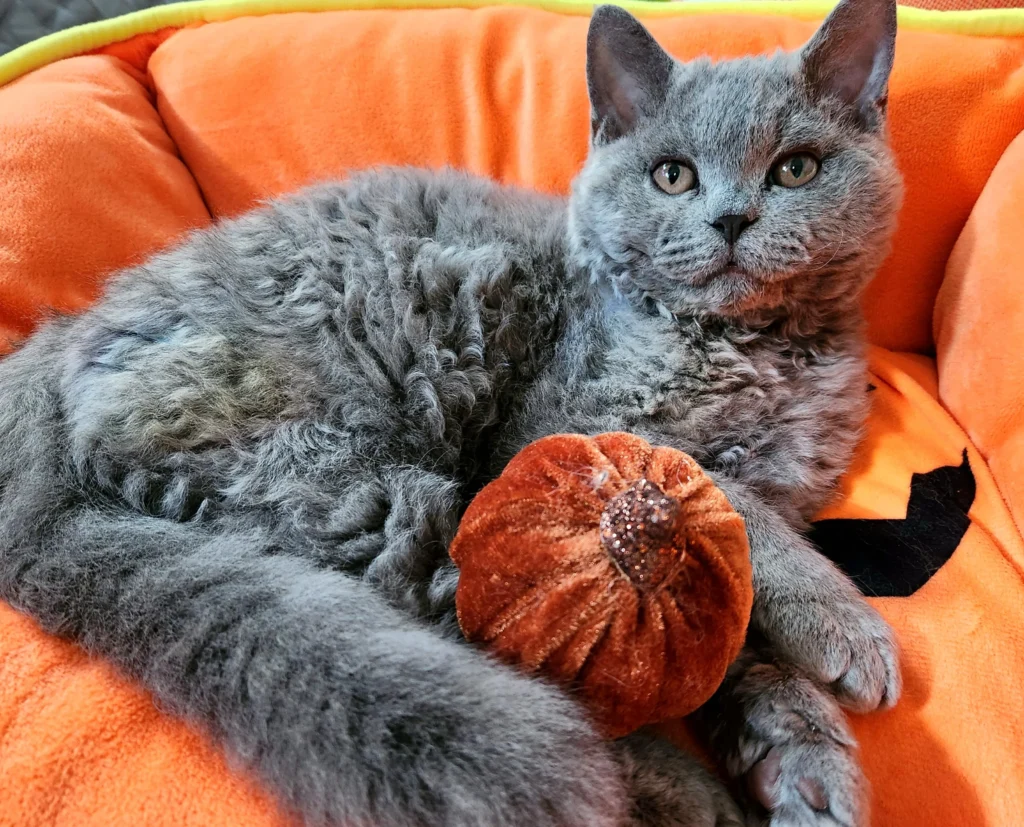 information about the Selkirk cat breed information about the Selkirk cat breed