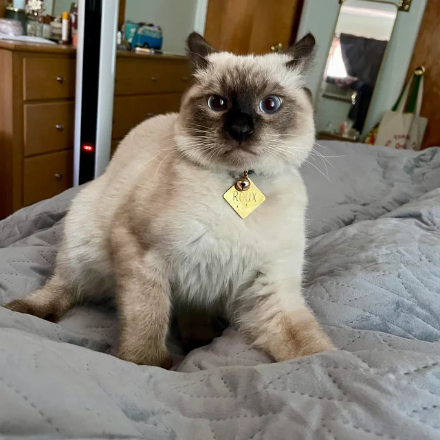 information about the Siamese cat breed information about the Siamese cat breed