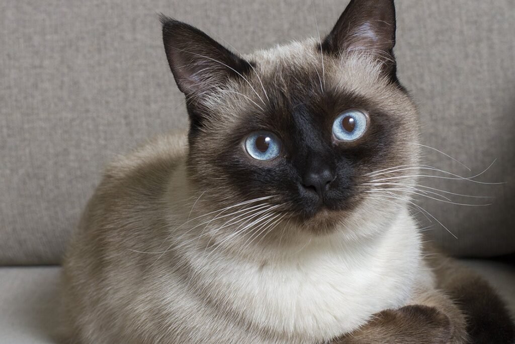 information about the Siamese cat breed information about the Siamese cat breed