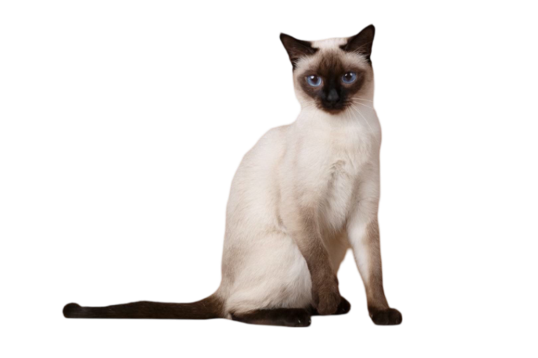 information about the Siamese cat breed