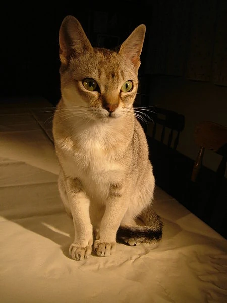 information about the Singapura cat breed information about the Singapura cat breed